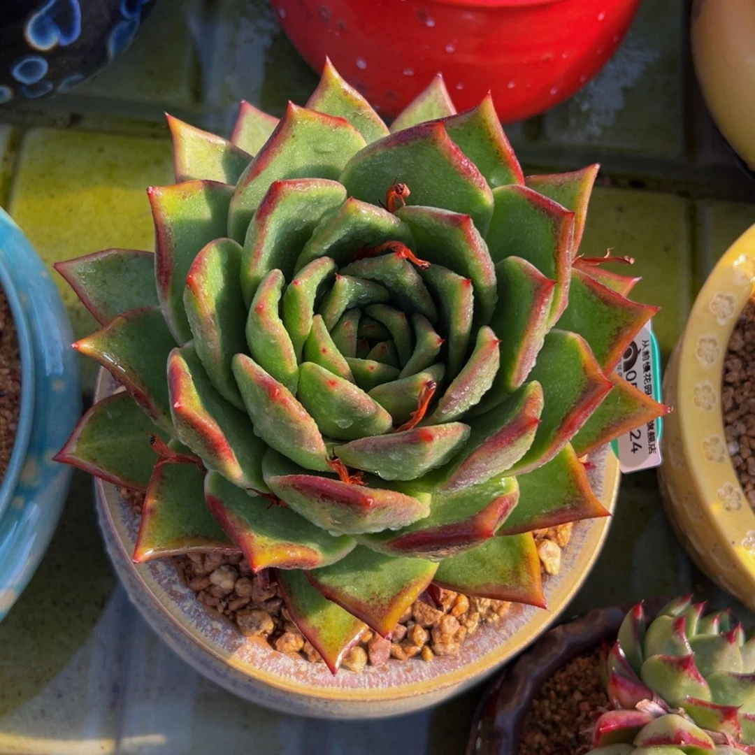 禾*呈多肉一物一拍0513-24