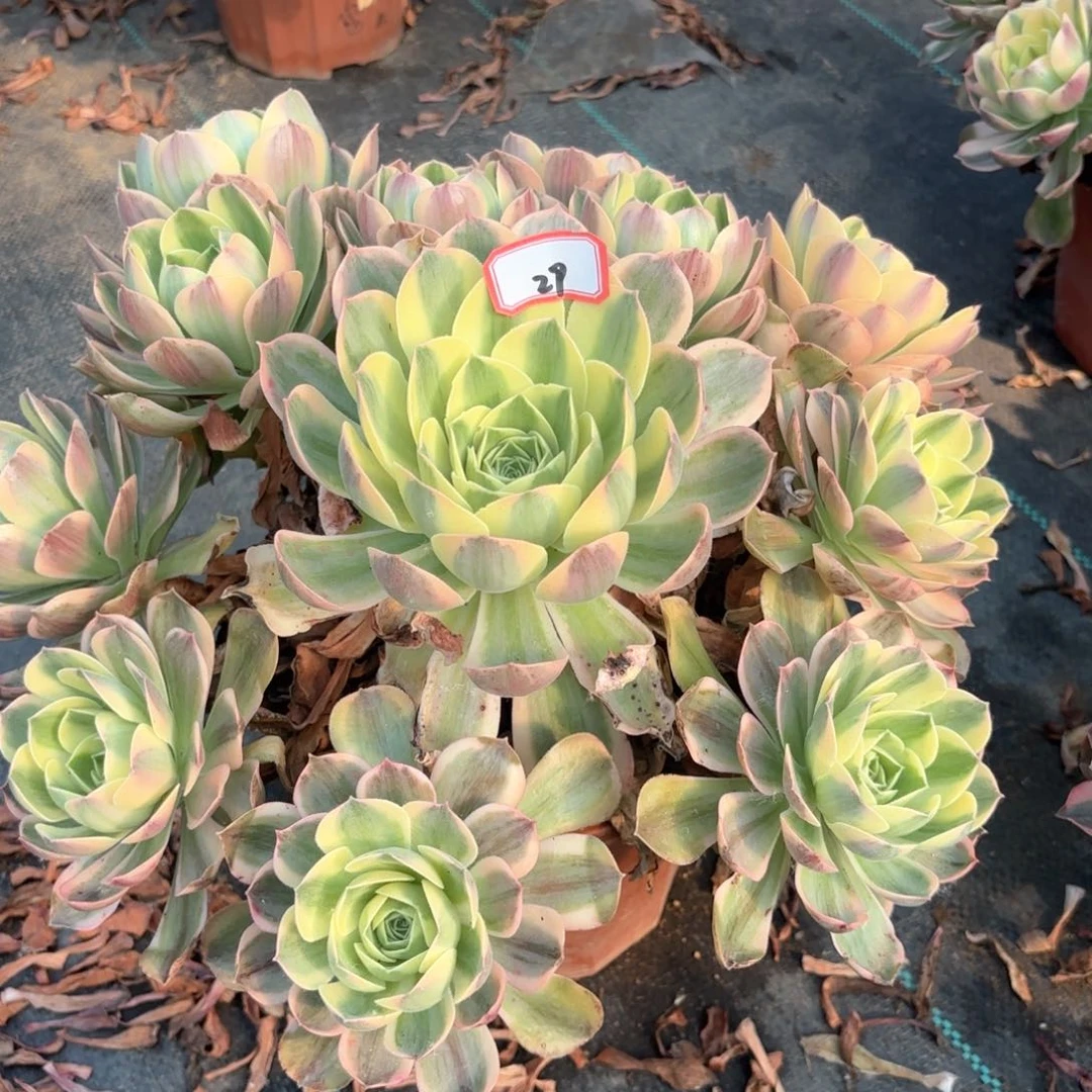 无花朵琳**琳29香锦多肉植物