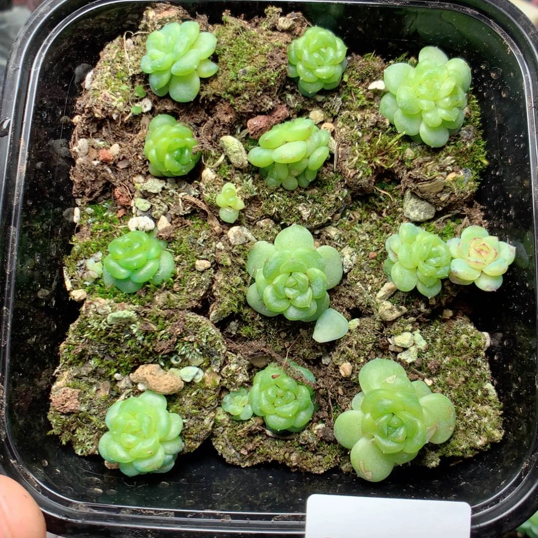 无花朵R50英语英语
