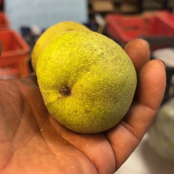 完全开放元宝核桃