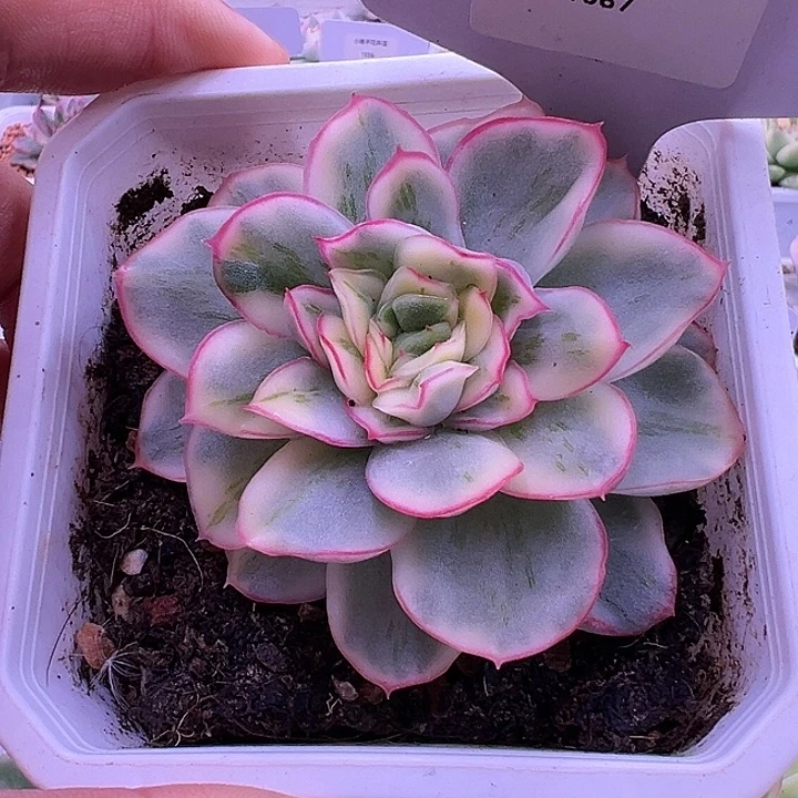 1087号麦秆锦多肉
