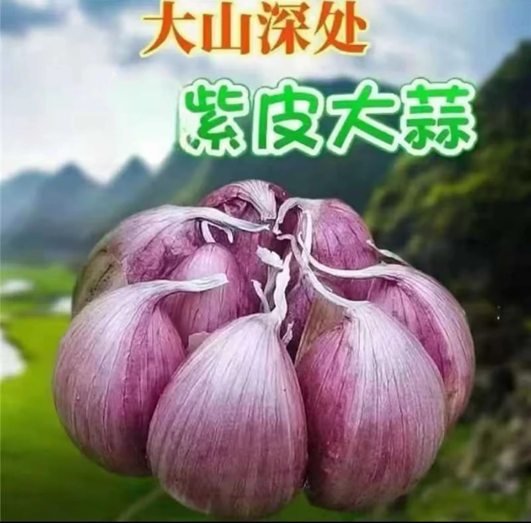 （助农特惠）2025新鲜干蒜大果可做腊八蒜糖醋蒜助农特惠价