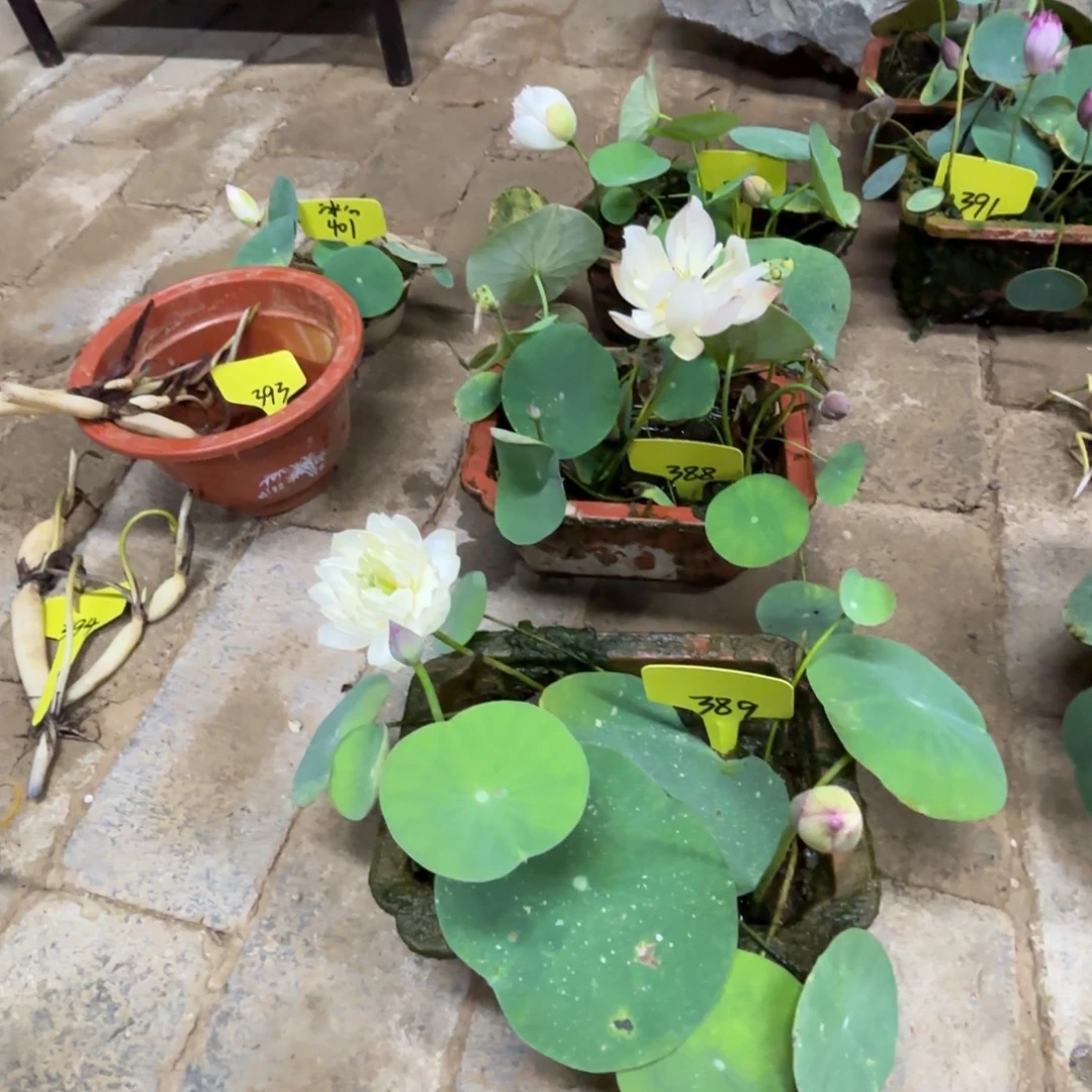 ****姐完全开放粉袖轻纱388号和毓秀389号小方盆