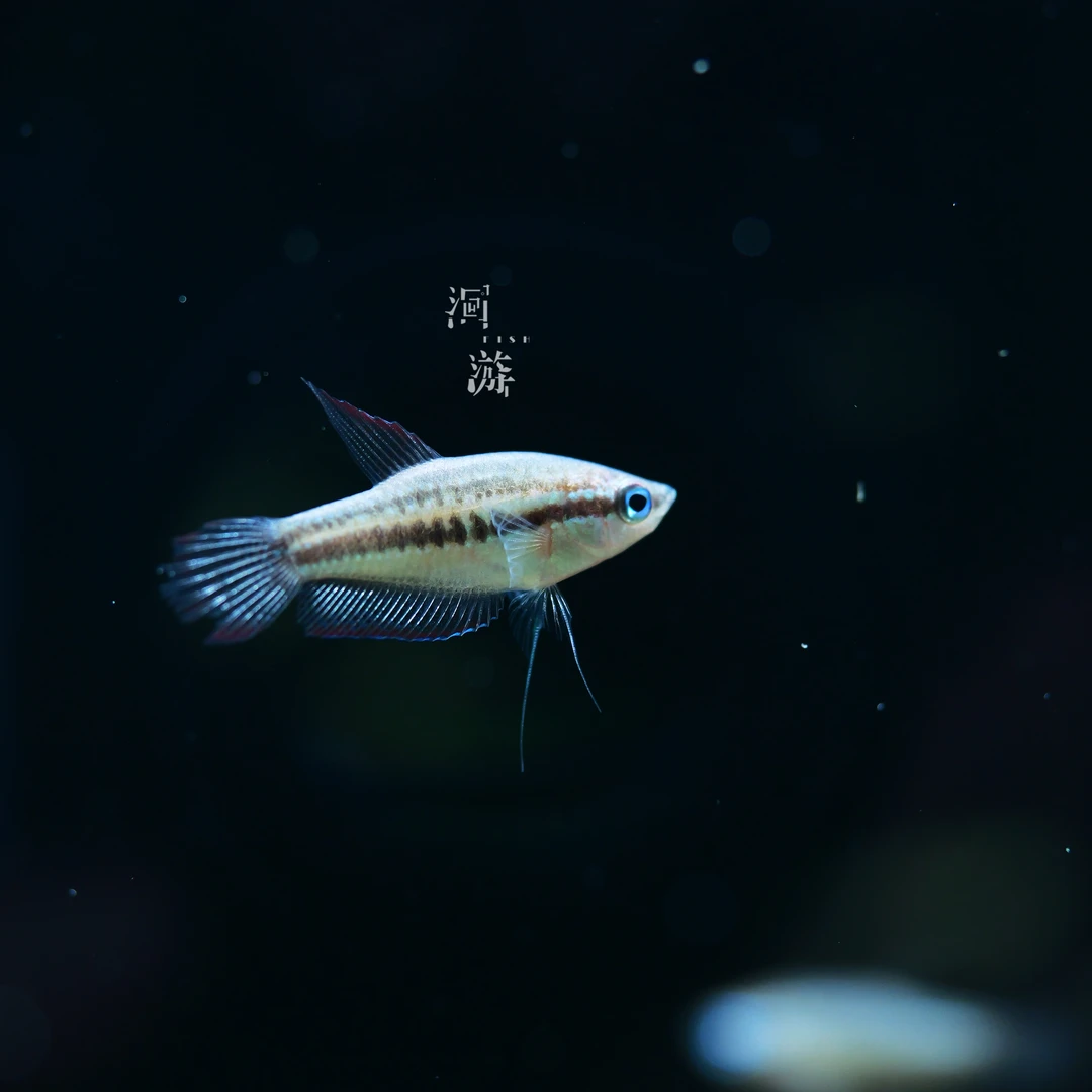 【洄游】小coco扣扣鱼东南亚热带观赏鱼定水检疫满100包邮