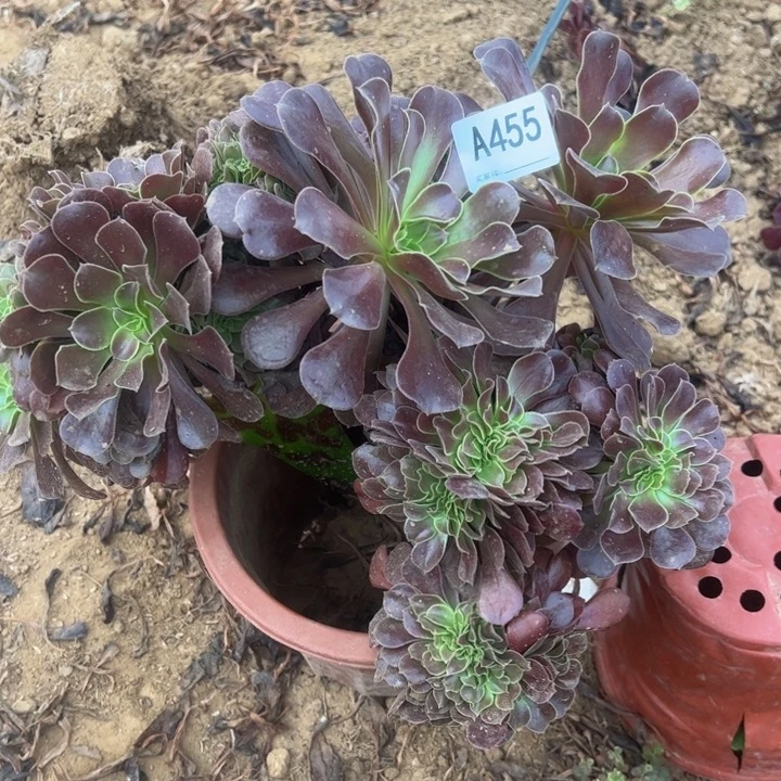 欧缀多肉植物455.