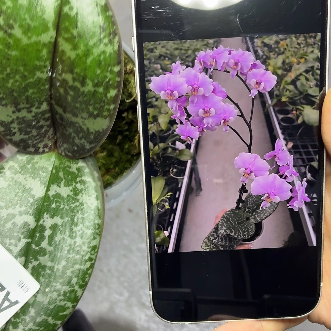 当前无花朵，栽培后可花朵A2091贵族西三寸