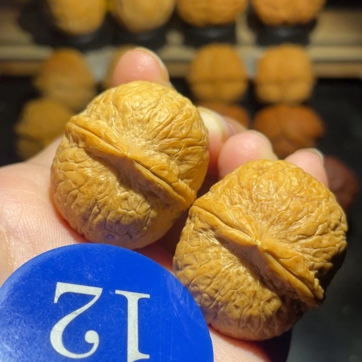 龙珠33尺寸核桃。