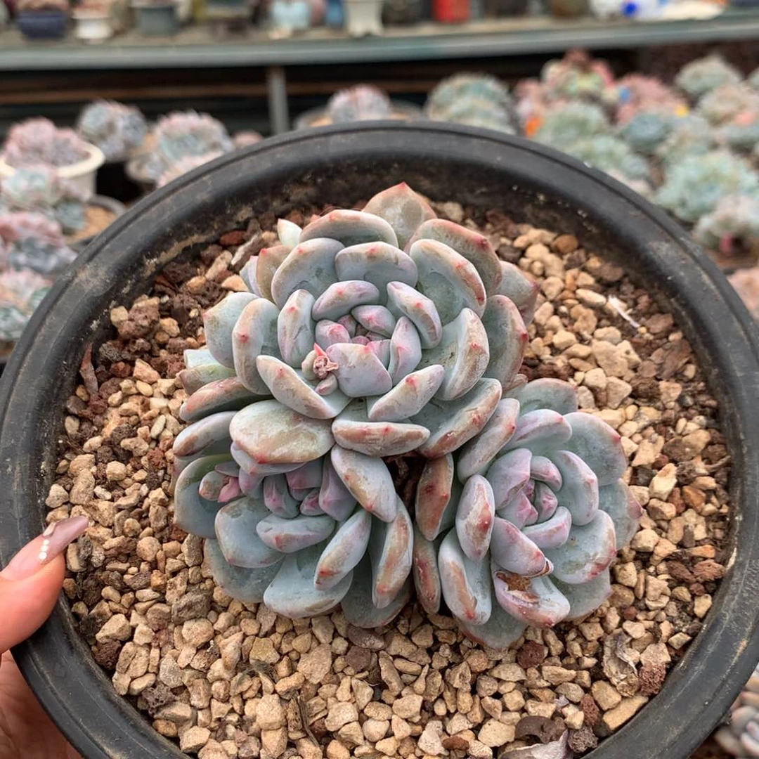 石榴子星影哈哈哈哈