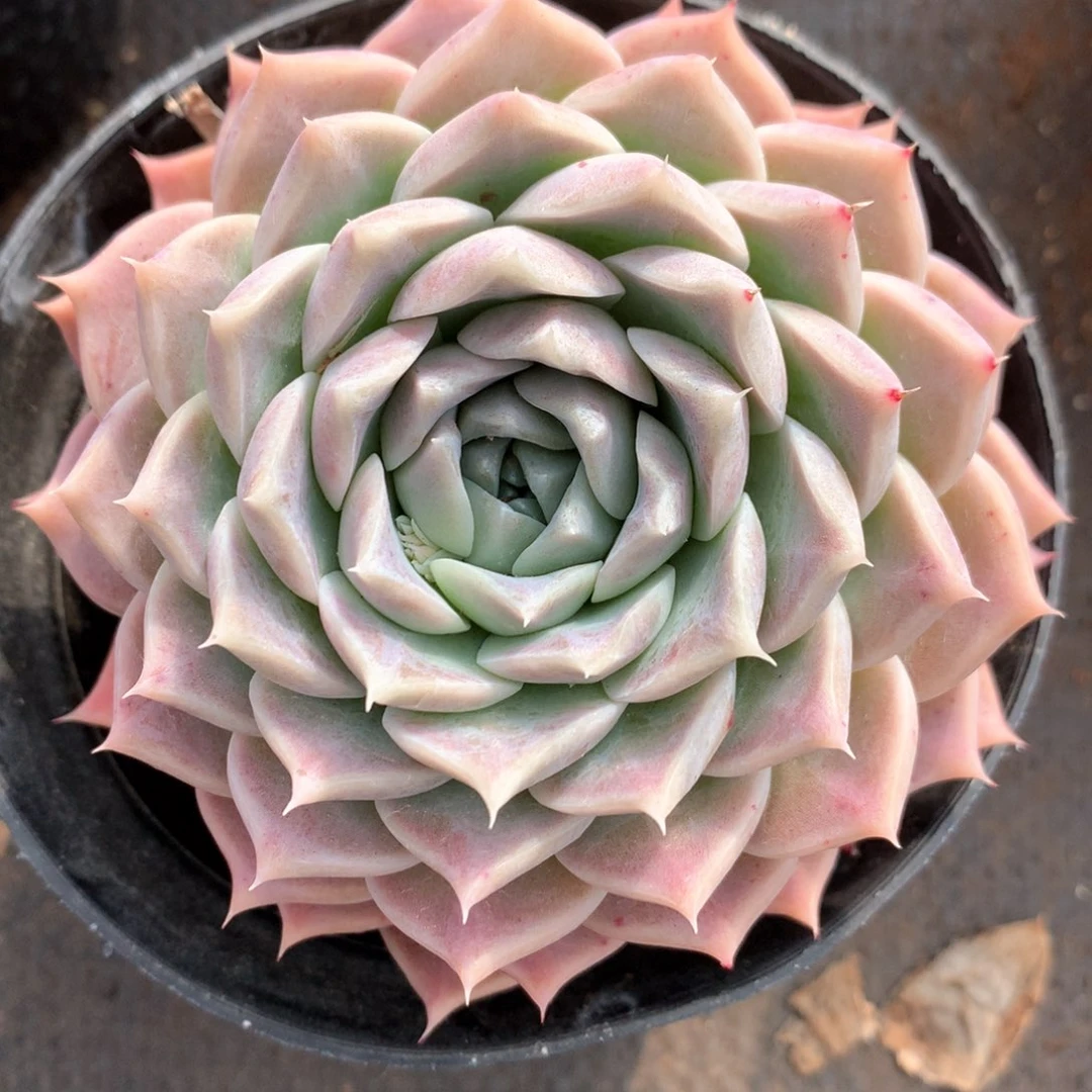 云*舞6006杂交多肉植物基地