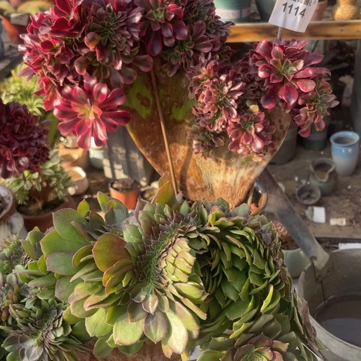 时***流1114，美杜莎缀朵朵包邮