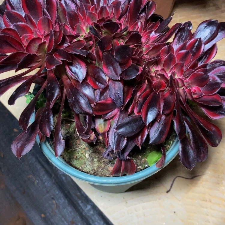 【闪购商品】高*4507香奈儿福袋多肉