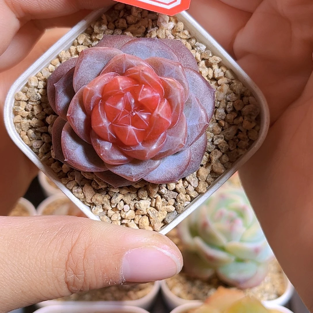 F326一物一拍 天使灵姬