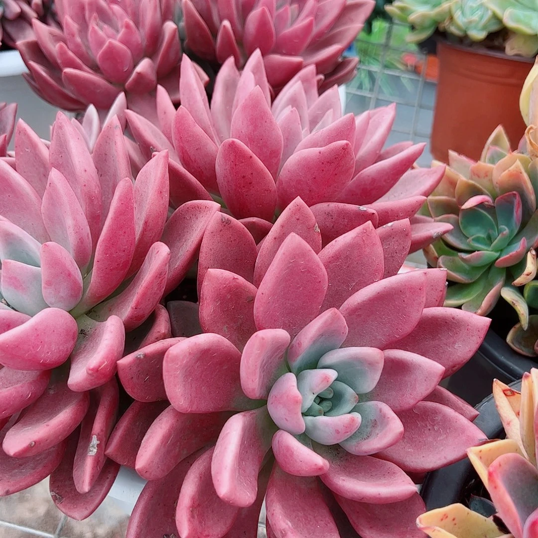 桃花源三大头起发超级大