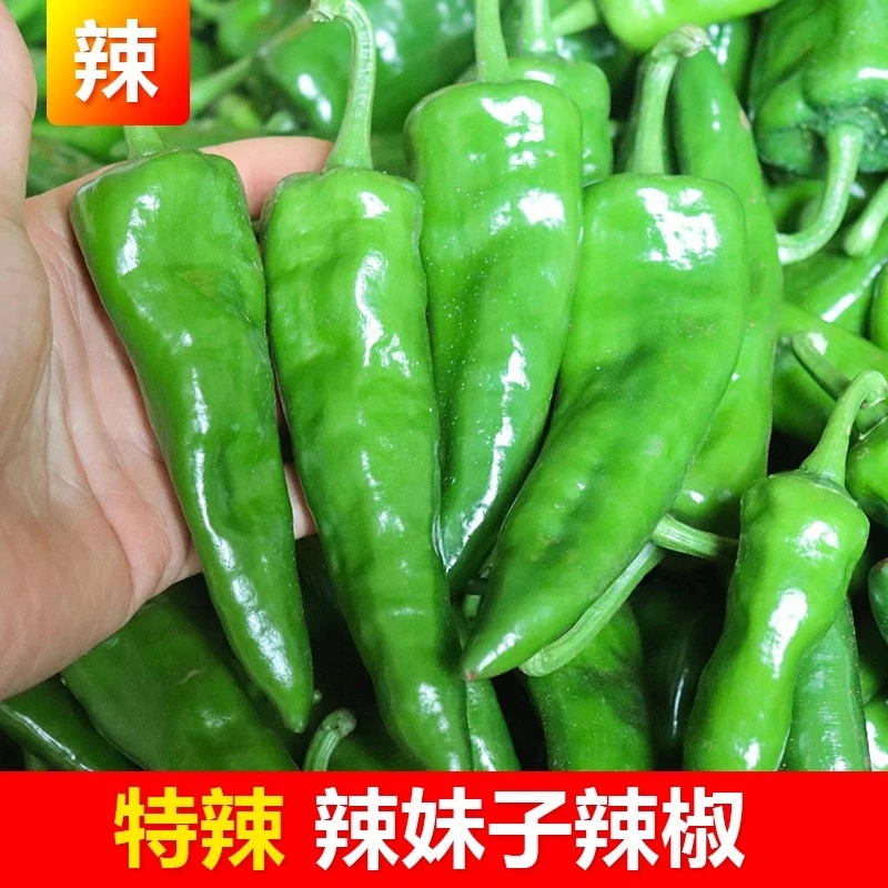 新鲜辣妹子辣椒青辣椒农家自种现摘绿辣椒香辣当季尖椒蔬菜辣椒