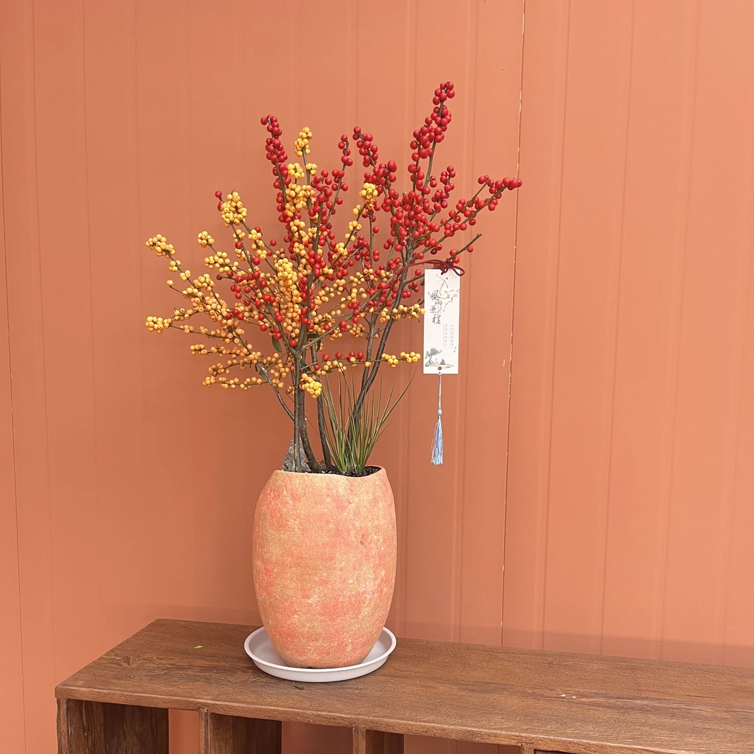 北美小叶簕竹冬青盆栽一物一拍