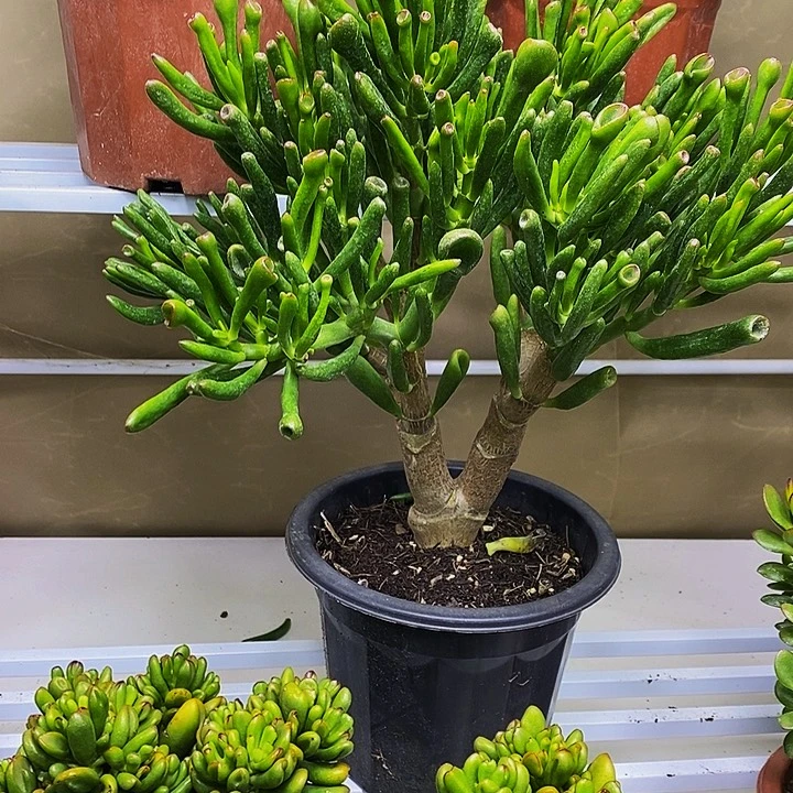 完全开放吸财树一物一拍多肉植物