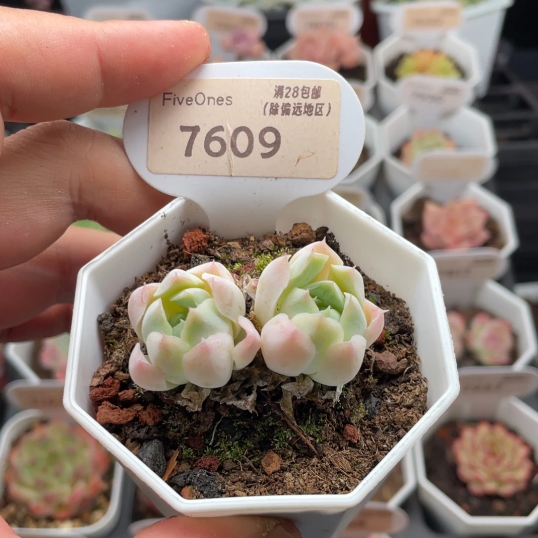 沁心7609-4.5厘米
