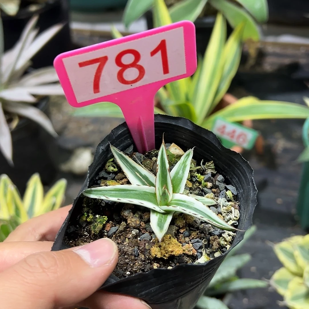 冰山龙舌兰非组培781