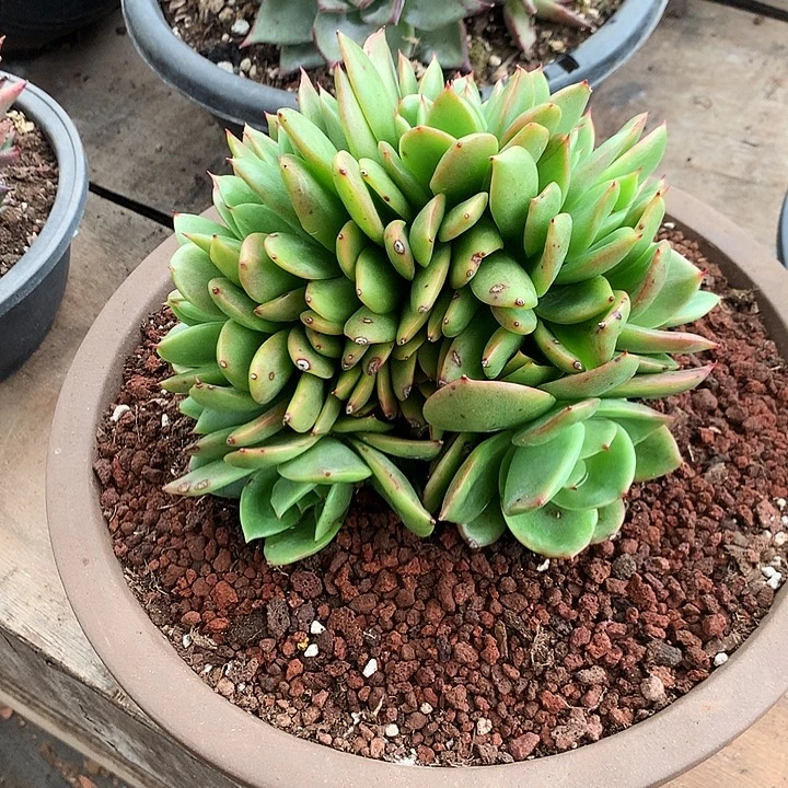 美肉特价活动开始了