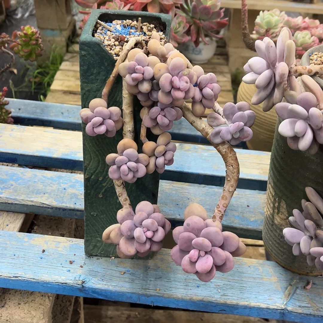 桃蛋裸根发货。