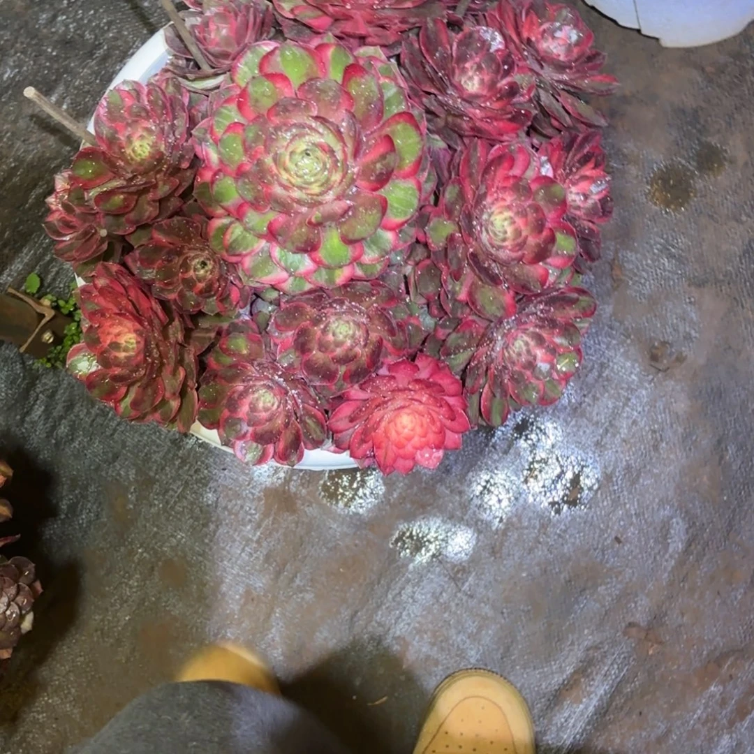 屁***猪云南多肉植物黑魔锦