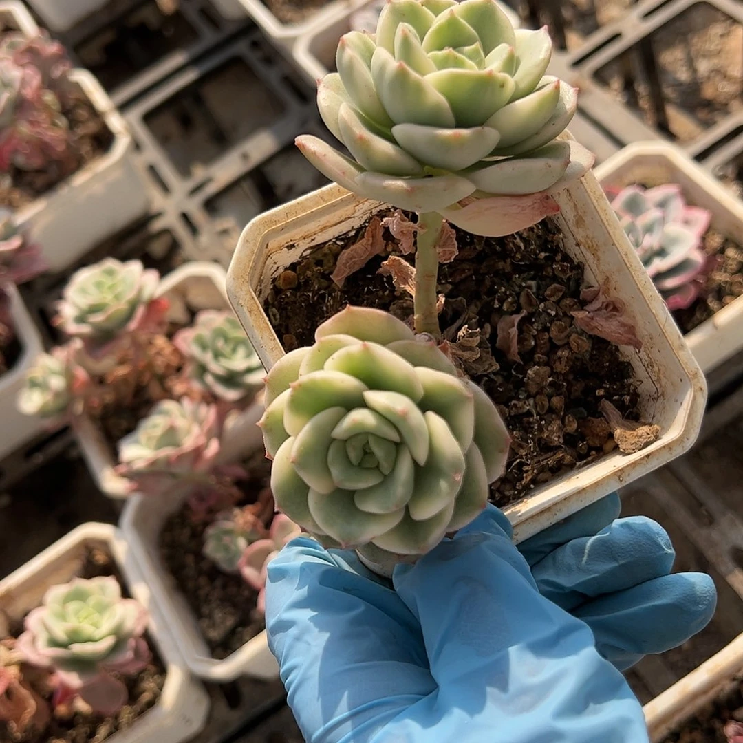 厚叶妮可莎娜锦，有砍