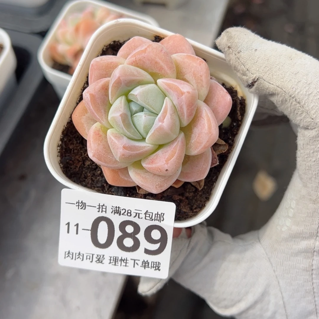 冰玉，多肉多肉多肉多肉