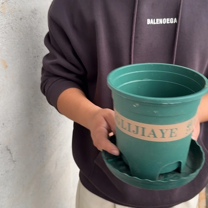 全部花朵10个盆10个盘