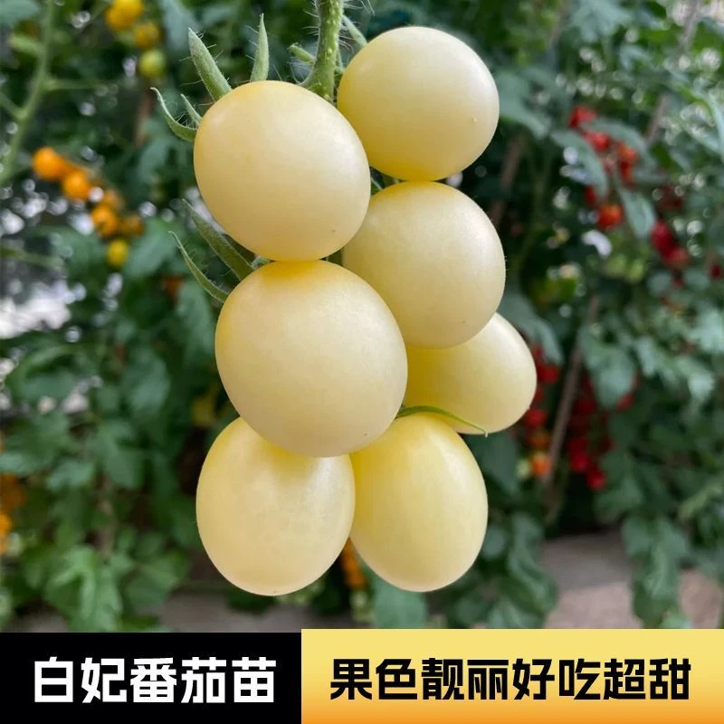 白妃圣女果小白番茄种子种子苗秧玲珑四季果苗秧苗子种籽