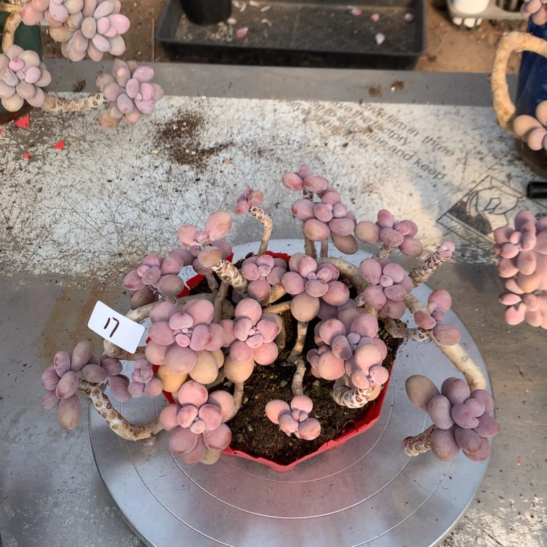 桃蛋老桩不带盆17号