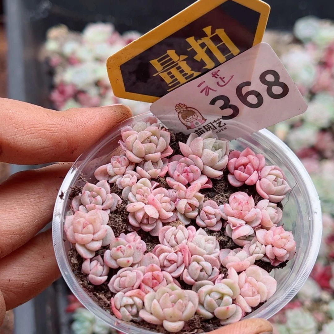 多肉植物多肉植物