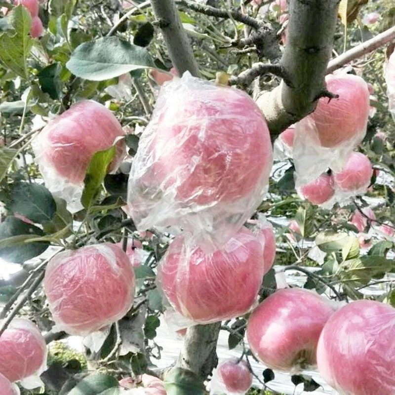 【买5斤送5斤】正宗现摘陕西红富士脆甜多汁现摘现发膜袋果