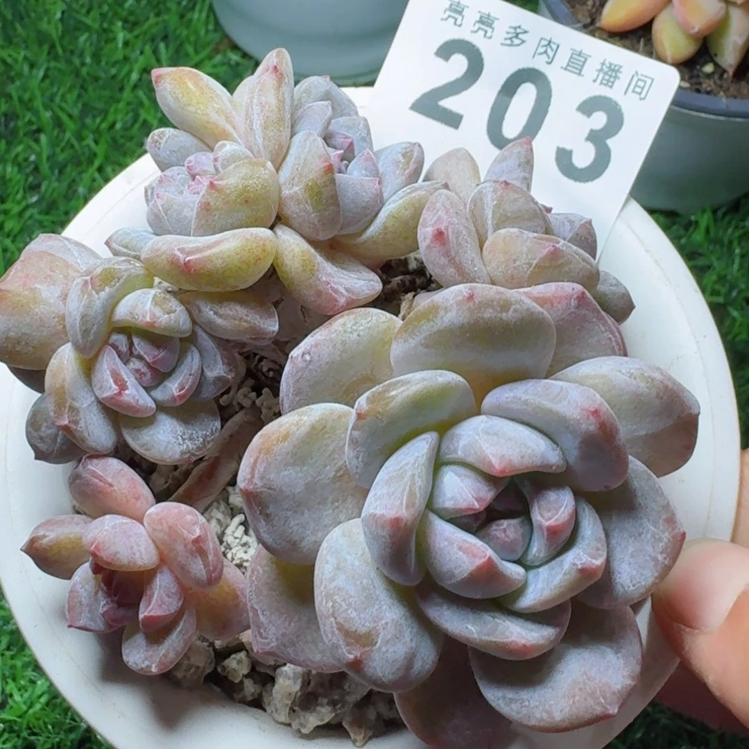 树桩星影          摇身一变高富帅，一夜暴富动作快