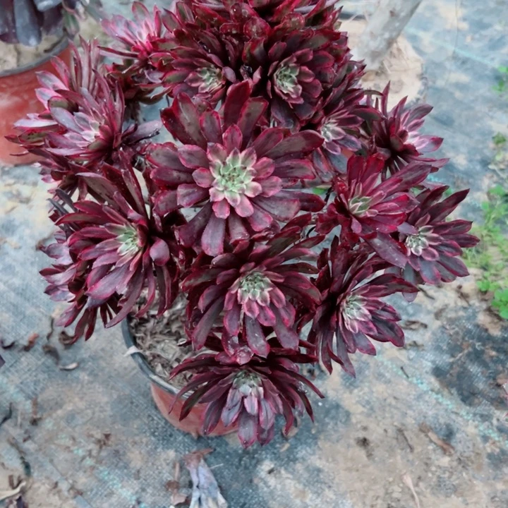 869紫霞多肉植物的