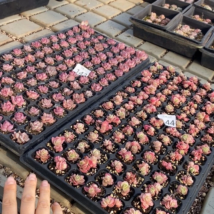 143-144 多肉植物盆栽花卉