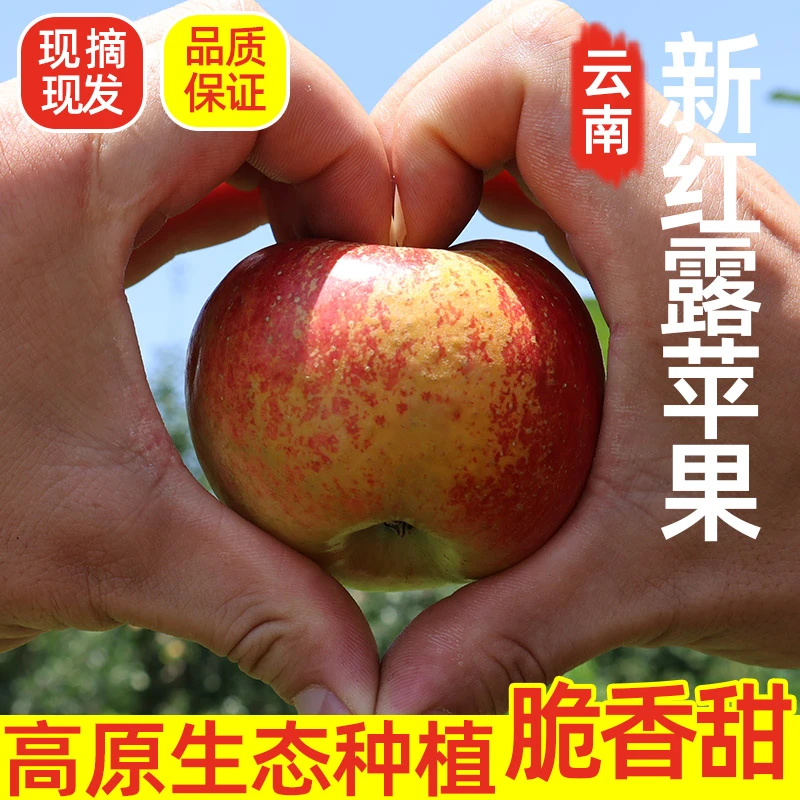 2025云南头茬红露苹果脆甜现摘新鲜整箱当季野生昭通冰糖心丑苹果