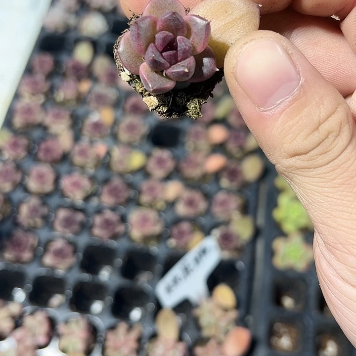 小母叶丰沛玫瑰 满10颗包邮