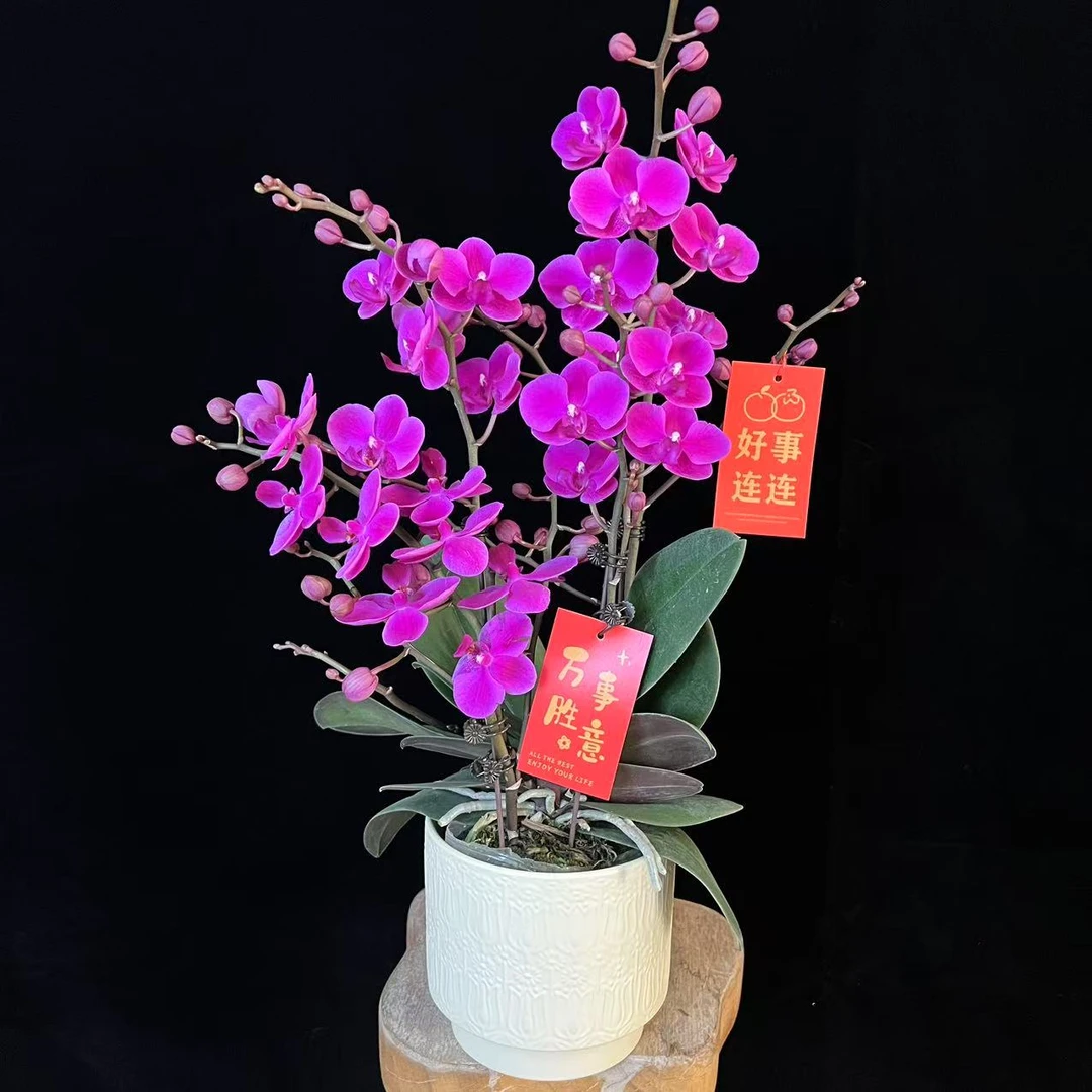 多彩优选（满天红）欧品花期超长蝴蝶兰鲜花室内送礼高端花卉