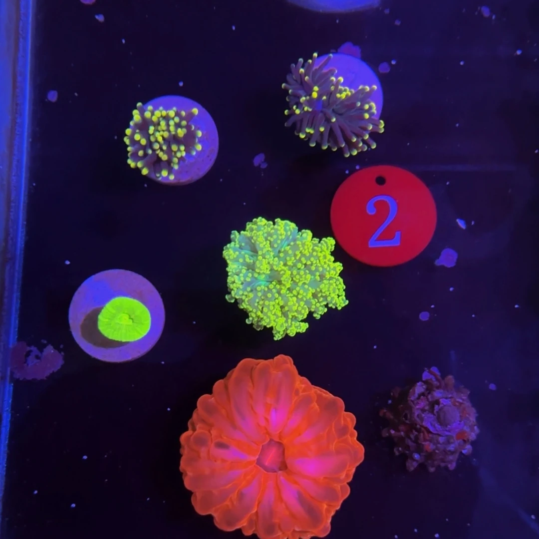 万鱼来朝海水观赏