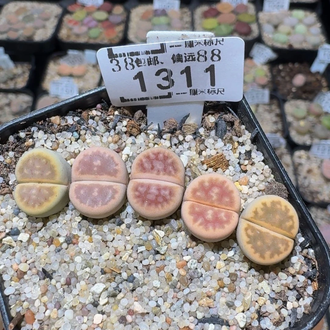 zzzz精品生石花1311琥珀糖