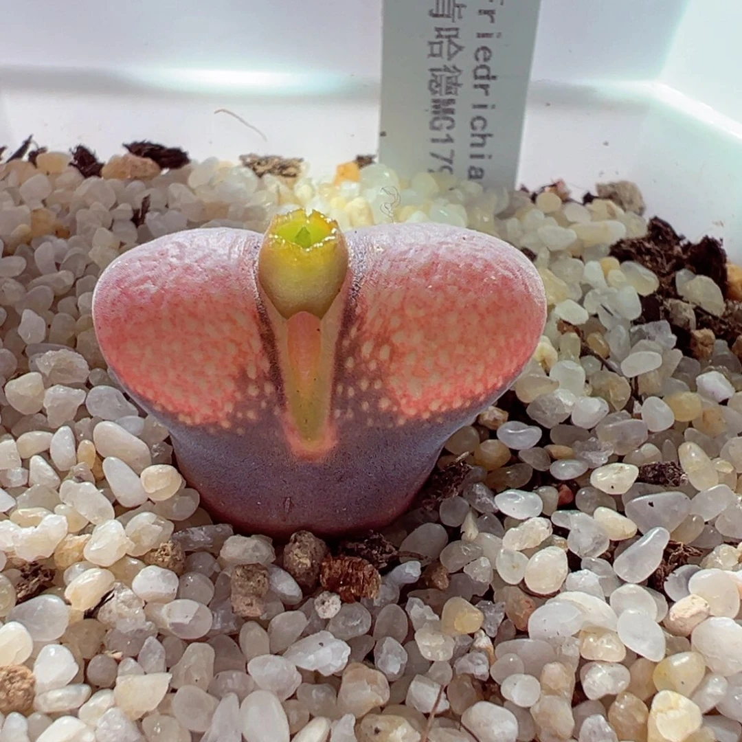 1120-656多肉多肉肯哈德