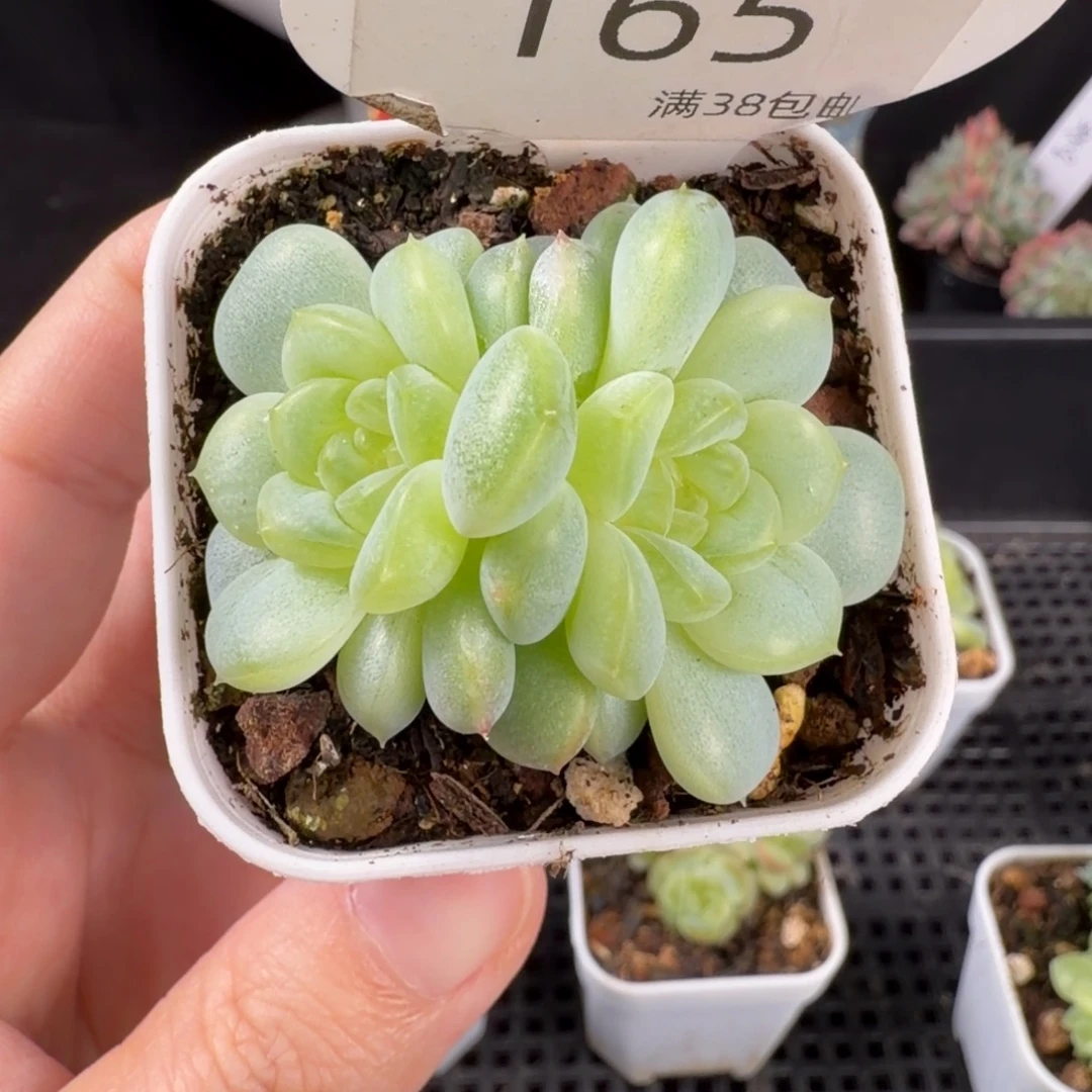 竹马甜心双头165号