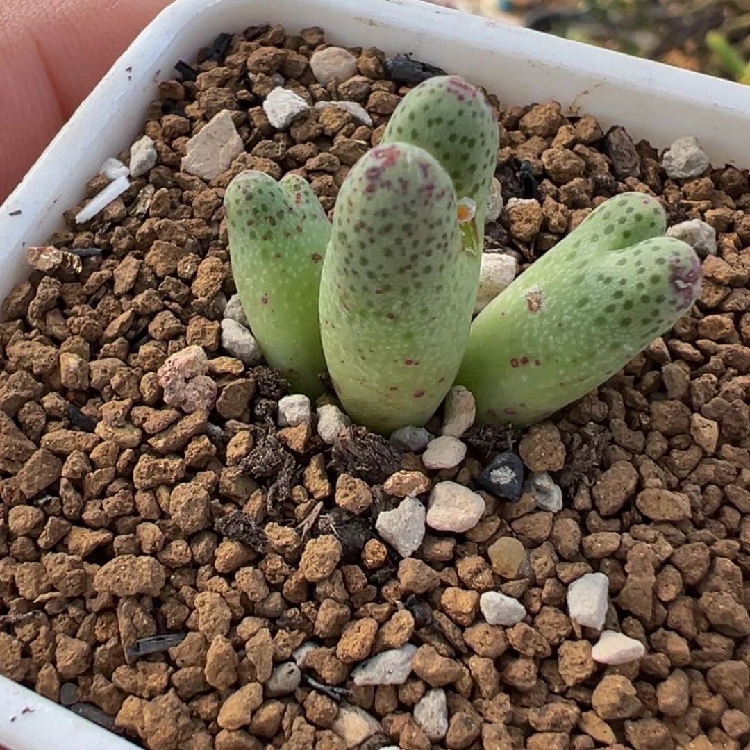 草莓斑多肉植物盆栽栽培