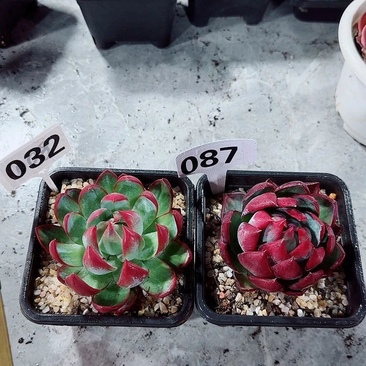 风**起惊鸿仙子多肉植物