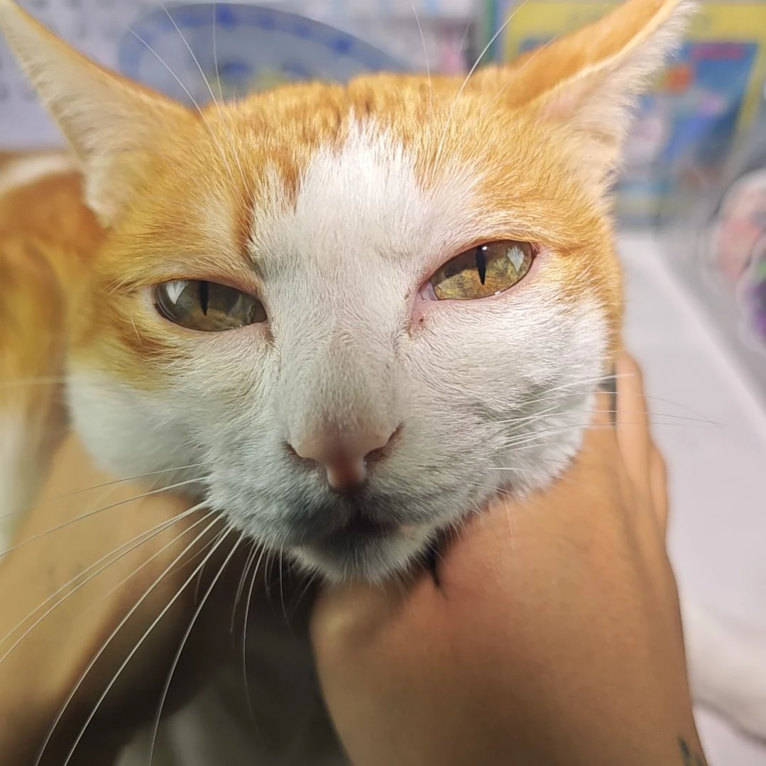 QQ橘猫大半挂一枚