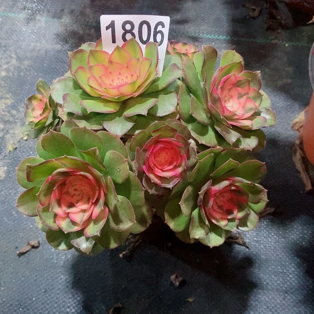 红陶卢*1806荔枝4冠服15.6不周正