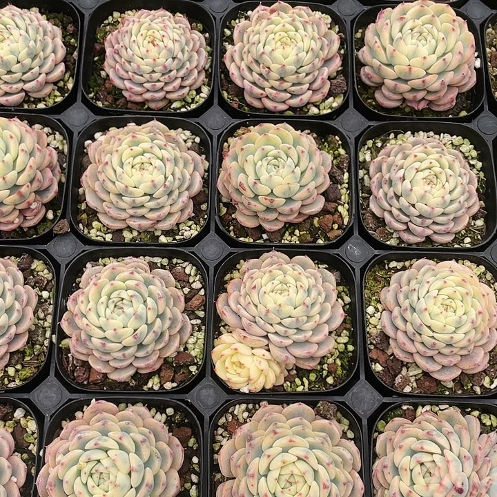 蓝姬莲锦9.9一盆888888888