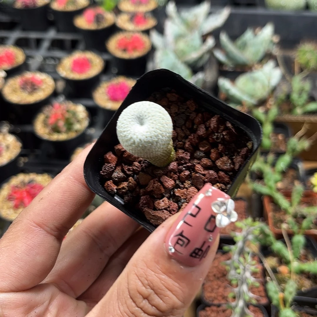 月世界单头发货单头发