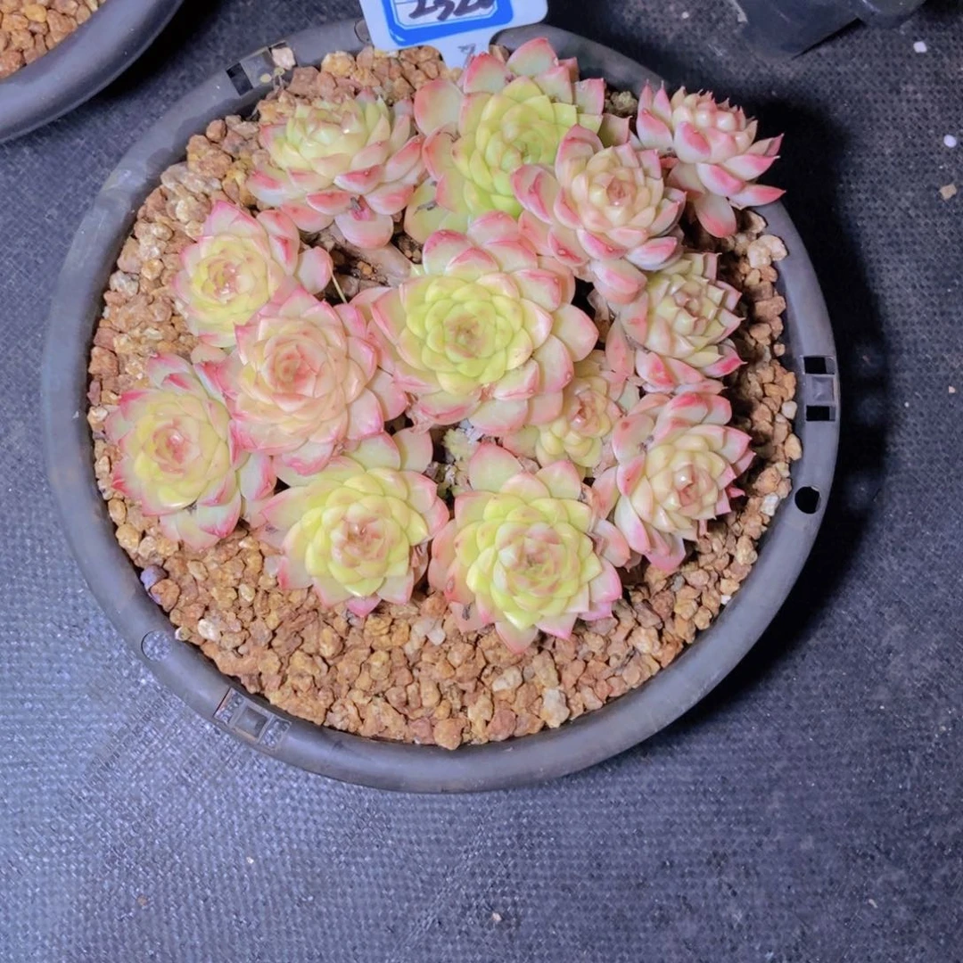 唯***足2320麦秆大群一颗