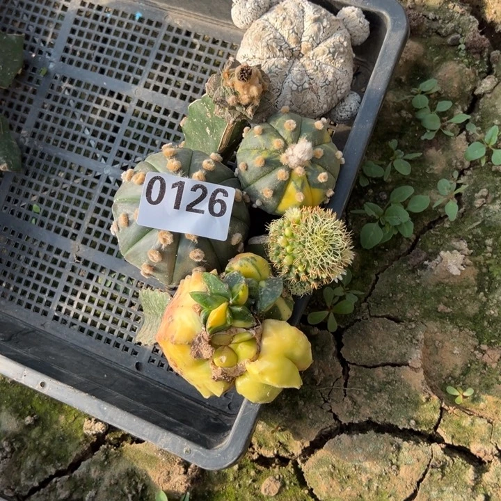 兜锦鸾锦牡丹琴丝v兜组合126号